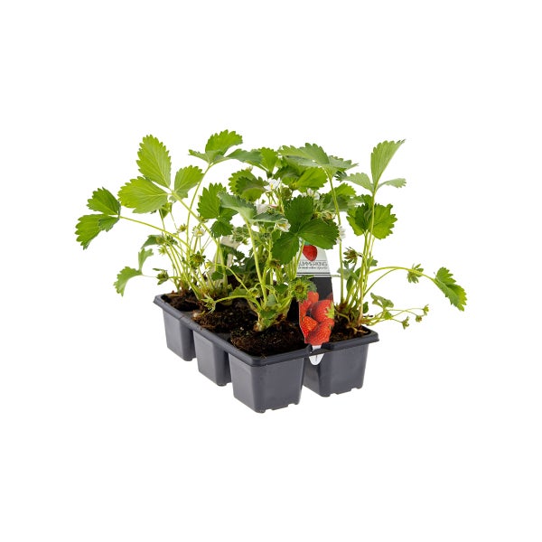 Bloomique – Erdbeerpflanzen – Set mit 6 Obstpflanzen – Pflanzen für den Außenbereich – Gartenpflanzen inklusive Anzuchttopf – 15 bis 20 cm