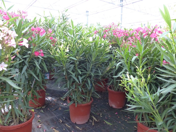 Oleander-Pflanzen mit rosa und weißen Blüten in terrakottafarbenen Töpfen in einem hellen Gewächshaus.