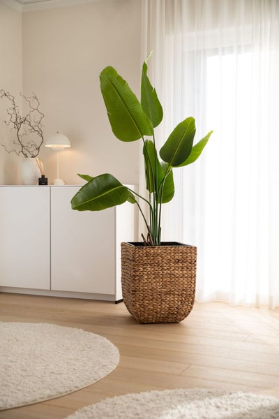 Strelitzie in einem geflochtenen Korb auf hellem Parkettboden in einem hellen Wohnzimmer mit weißem Sideboard und Vorhang.