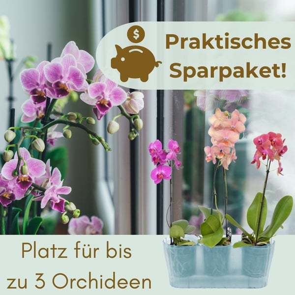 Praktisches Sparpaket mit Orchideen und Pflanzgefäß für bis zu drei Orchideen