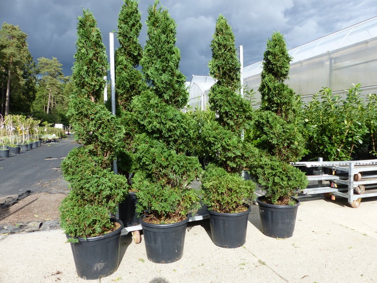 Mehrere Formschnittgehölze in schwarzen Töpfen auf einem Verkaufsgelände.