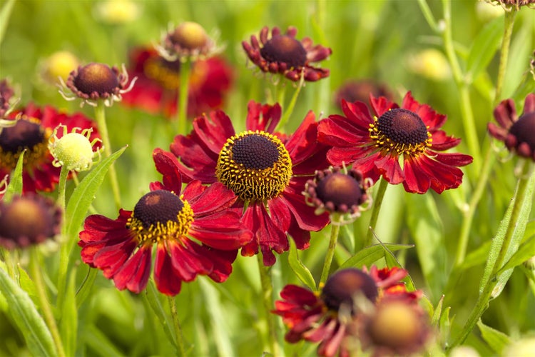 Helenium x cult.'Rubinzwerg', Sonnenbraut, rubinrot, ca. 11x11 cm Topf