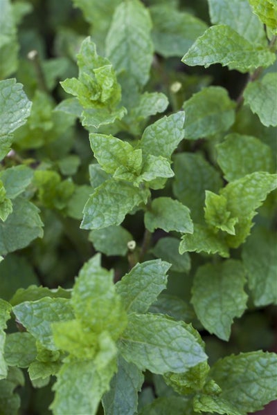 Mentha suaveolens 'Apple Mint', Apfelminze, ca. 9x9 cm Topf