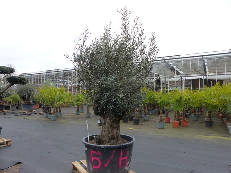 genau diesen Baum Nr. 5/H, 250 cm, Olivenbaum, knorrige alte urige Olive winterhart