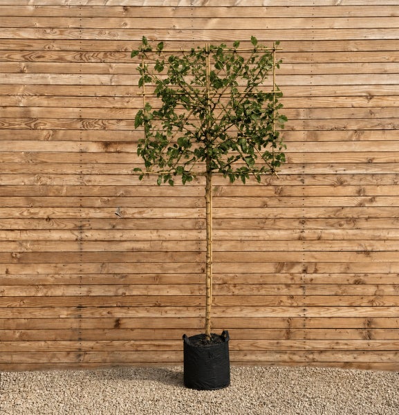 Spalierbaum in quadratischer Form mit Rankhilfe aus Bambus in einem schwarzen Pflanzbeutel vor einer Holzwand.