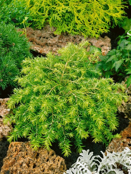 Tsuga canadensis 'Nana', Zwerg-Hemlocktanne, kompakt, 20–30 cm