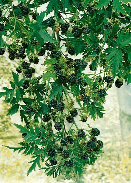 Rubus fruticosus 'Thornless Evergreen', Brombeere, dornenlos, 30–40 cm
