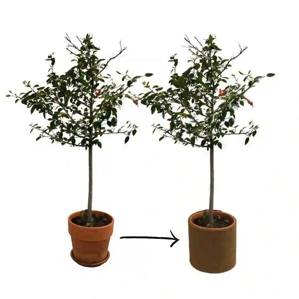Ein Baum in einem Tontopf mit Untersetzer neben demselben Baum in einem zylindrischen Übertopf, dargestellt mit einem Pfeil zur Verdeutlichung.