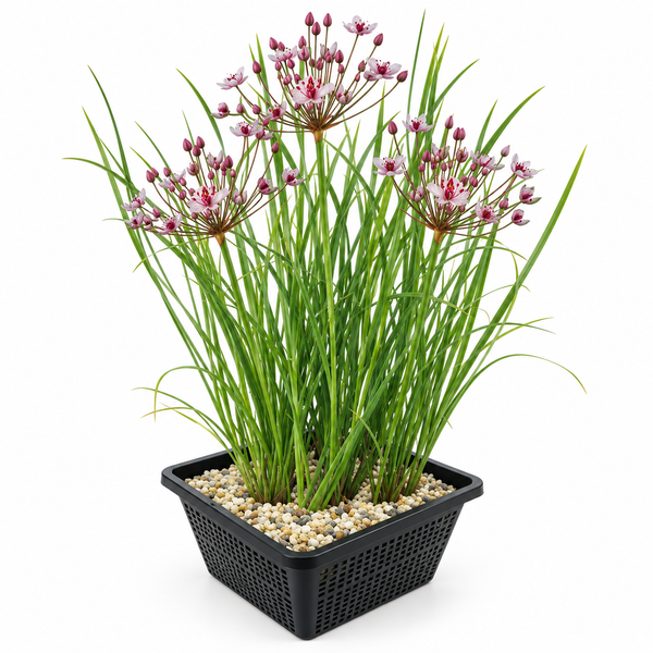 Schwanenblume als Wasserpflanze im schwarzen Pflanzkorb für den Gartenteich