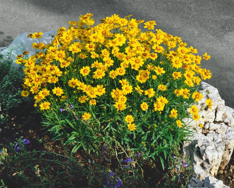 Coreopsis grandiflora 'Christchurch', Mädchenauge, gelb, ca. 9x9 cm Topf