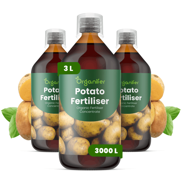Drei Flaschen Organifer Bio-Kartoffeldünger-Konzentrat, 3 Liter Gesamtmenge, mit Messbecherkappen.