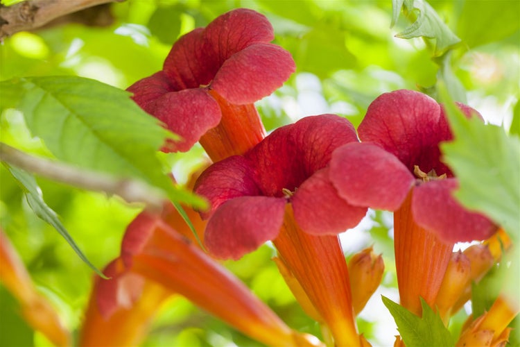 Campsis radicans 'Flamenco', Trompetenblume, leuchtend rot, 60–100 cm