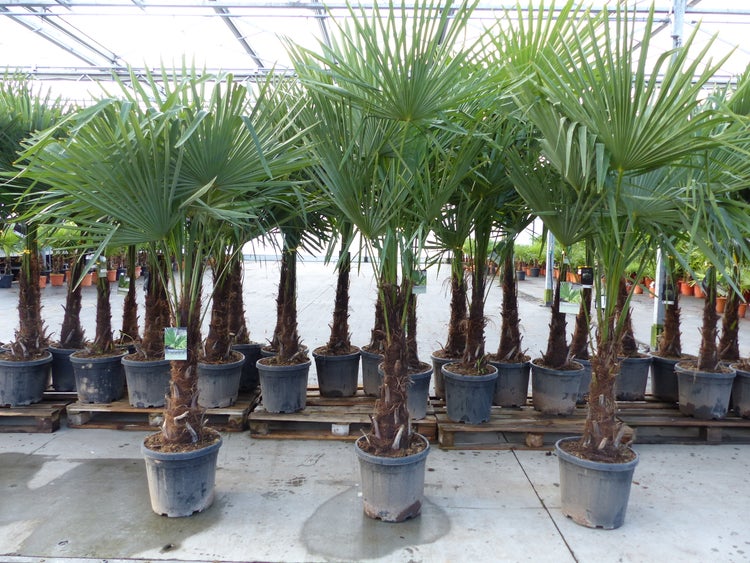 3 Stück XXL+ Palme winterhart 190 - 220 cm Trachycarpus fortunei, Hanfpalme, Top-Qualität