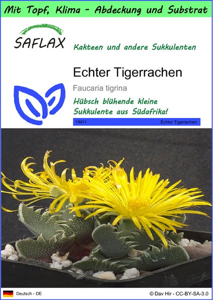 SAFLAX Garden to go - Echter Tigerrachen - Faucaria tigrina - 40 Samen - Mit Topf, Klima - Deckel und Anzuchtsubstrat