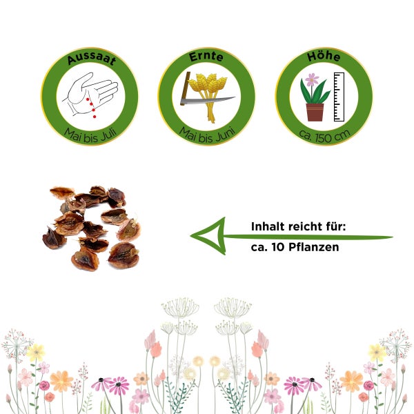 Rhabarber rot Samen von Deine Gartenwelt