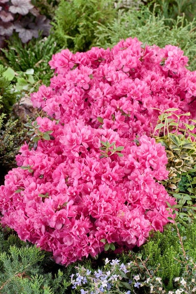 Azaleenbusch mit zahlreichen Blüten