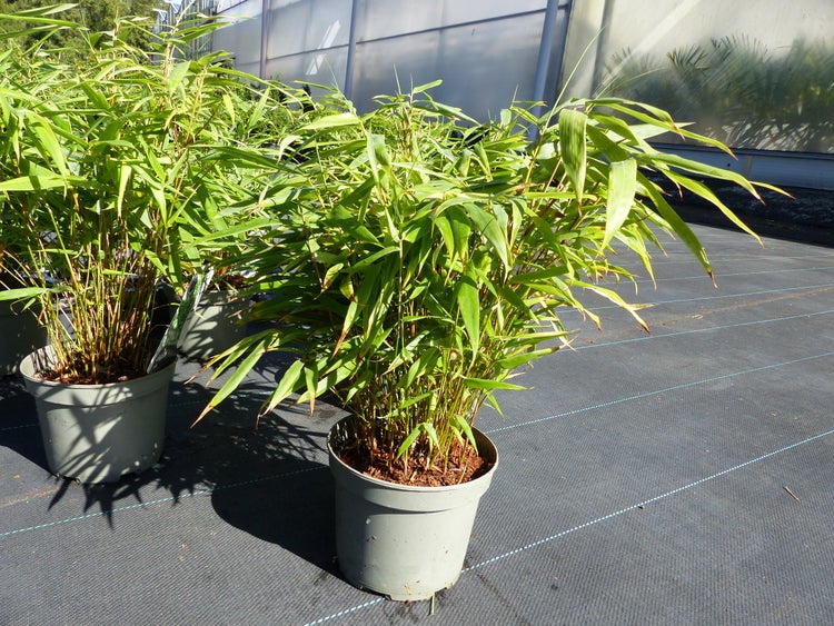 Bambuspflanze in einem runden Pflanztopf aus Kunststoff auf einem Vliesboden im Gartenmarkt.