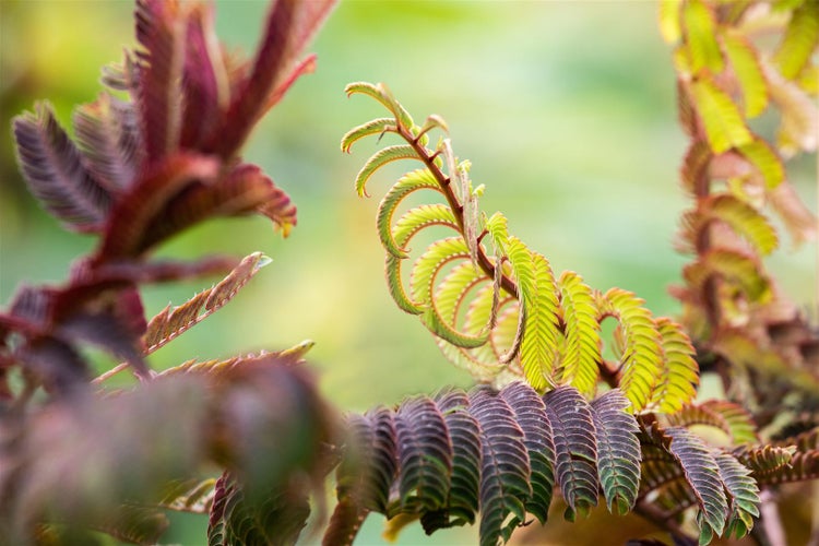 Albizia julibrissin 'Summer Chocolate', Seidenbaum, dunkelrot, 60–80 cm
