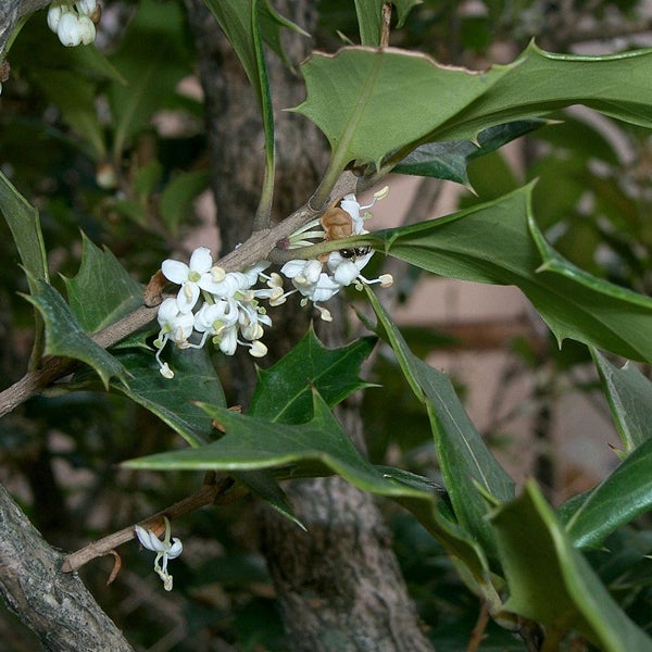 Nahaufnahme von Stechpalmenblüten und -blättern