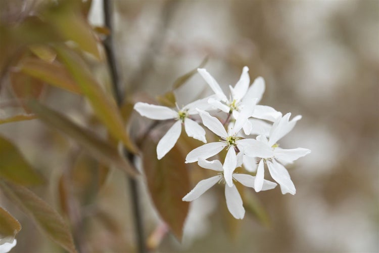 Amelanchier 'Ballerina', Felsenbirne, weiß, 60–100 cm