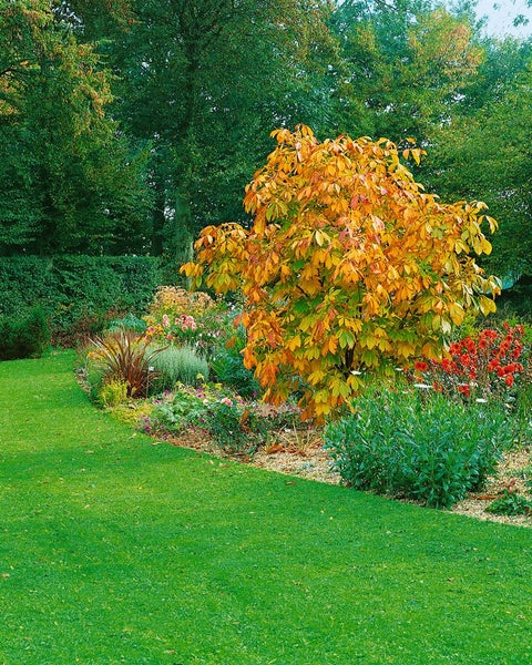 Gartenlandschaft mit Rasenfläche und blühendem Blumenbeet