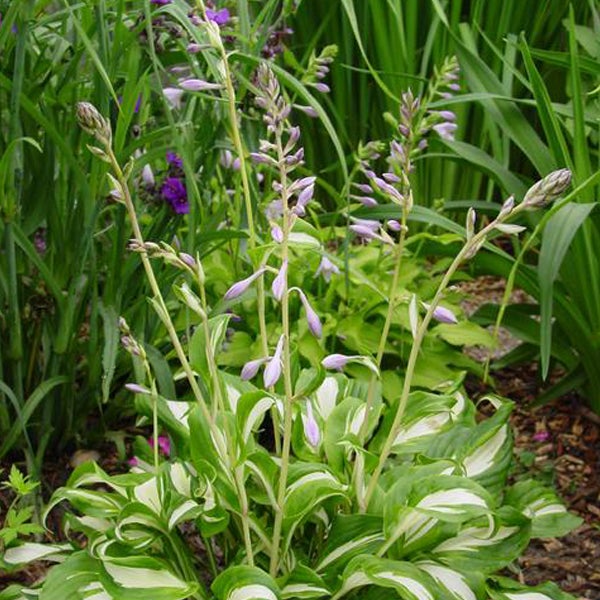 Funkenlilie mit grün-weißen Blättern und Blüten