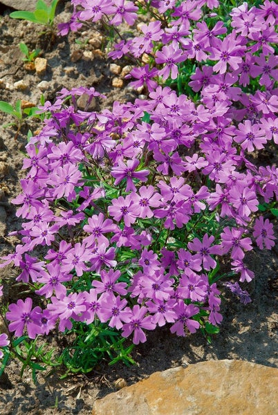 Phlox subulata 'Purple Beauty', Teppichphlox, lila, ca. 9x9 cm Topf