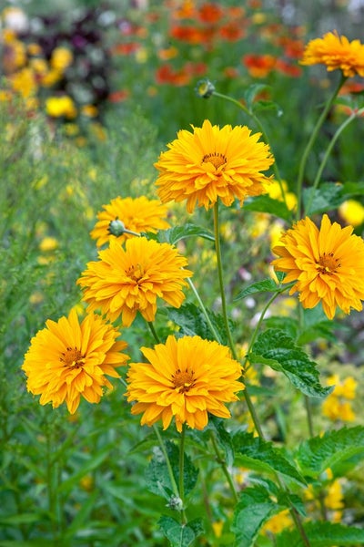 Heliopsis scabra 'Goldgrünherz', Sonnenauge, goldgelb, ca. 11x11 cm Topf
