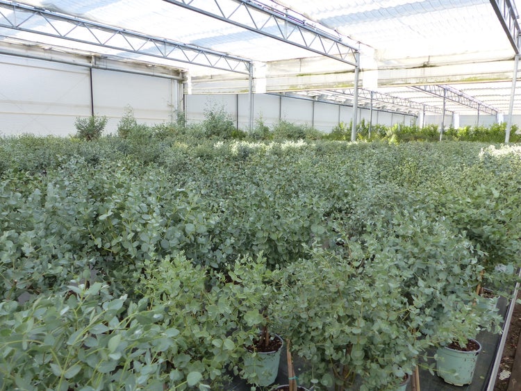 Eucalyptus Gunni Stamm Eukalyptusbaum, 70 - 90 cm, Pflanze winterhart