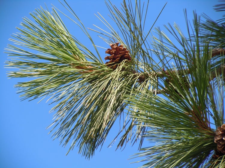 SAFLAX Garden to go - Goldkiefer - Pinus ponderosa - 20 Samen - Mit Topf, Klima - Deckel und Anzuchtsubstrat