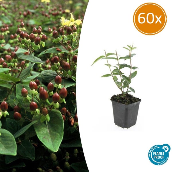 60er Set Hypericum Pflanzen mit Beeren im Topf, Planet Proof zertifiziert.