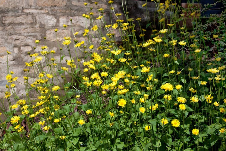 Doronicum pardalianches 'Goldstrauß', Gämswurz, gelb, ca. 9x9 cm Topf