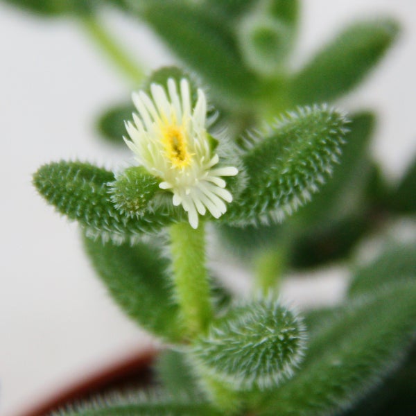 Saure Gurken Pflanze - Delosperma echinatum - 12cm Topf
