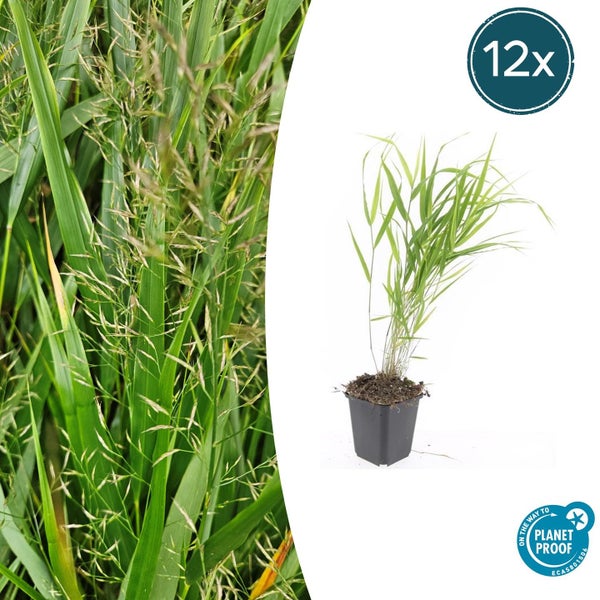 Calamagrostis acutiflora Karl Foerster Ziergras im 12er-Set, Planet Proof zertifiziert.