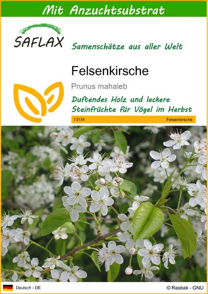 SAFLAX  - Felsenkirsche - Prunus mahaleb - 30 Samen - Mit keimfreiem Anzuchtsubstrat