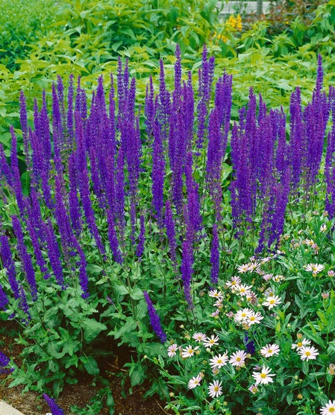 Salvia nemorosa 'Tänzerin', Steppensalbei, violett, ca. 9x9 cm Topf
