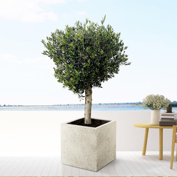 Olivenbaum Europaea Lorc - 180cm - Ø50