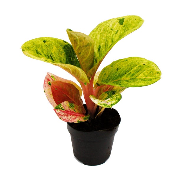 Aglaonema Apple Fantasy - Buntblättriger Kolbenfaden - Ausgefallene Sorten - 12cm - ca. 25-30cm hoch