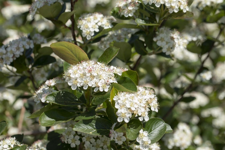 Blütenstand der Apfelbeere mit weißen Blüten und grünen Blättern.