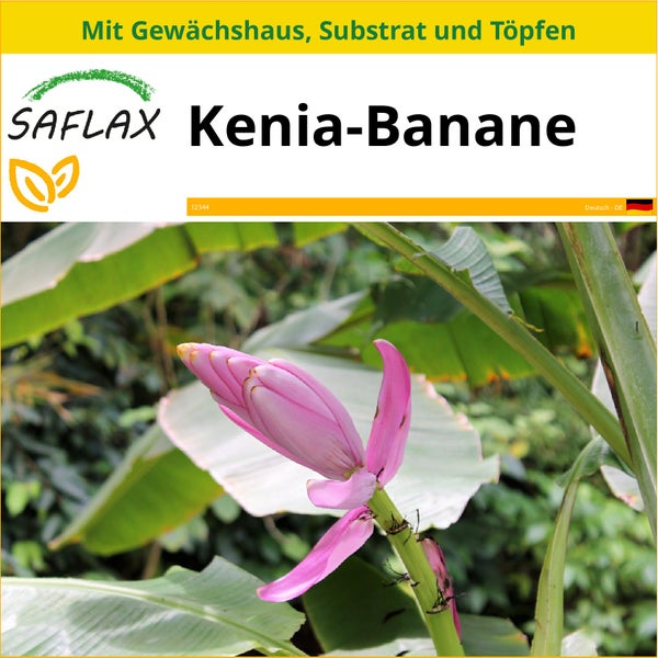 SAFLAX Anzucht Set - Kenia-Banane - Musa velutina - 8 Samen - Mit Mini-Gewächshaus, Anzuchtsubstrat und 2 Töpfen
