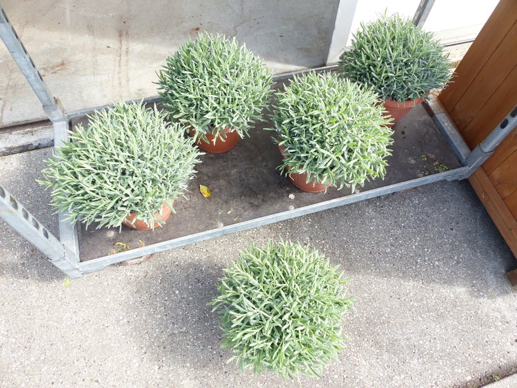 Lavendelpflanzen mit Blütenknospen in Kunststofftöpfen in einem hellen, organisierten Gewächshaus aus Glas.