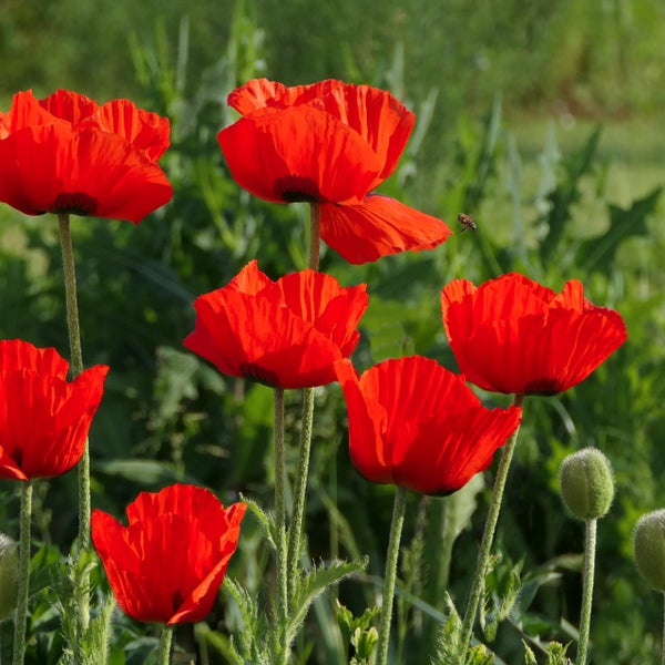 Blühender roter Mohn mit grünen Stielen und Knospen im Garten.