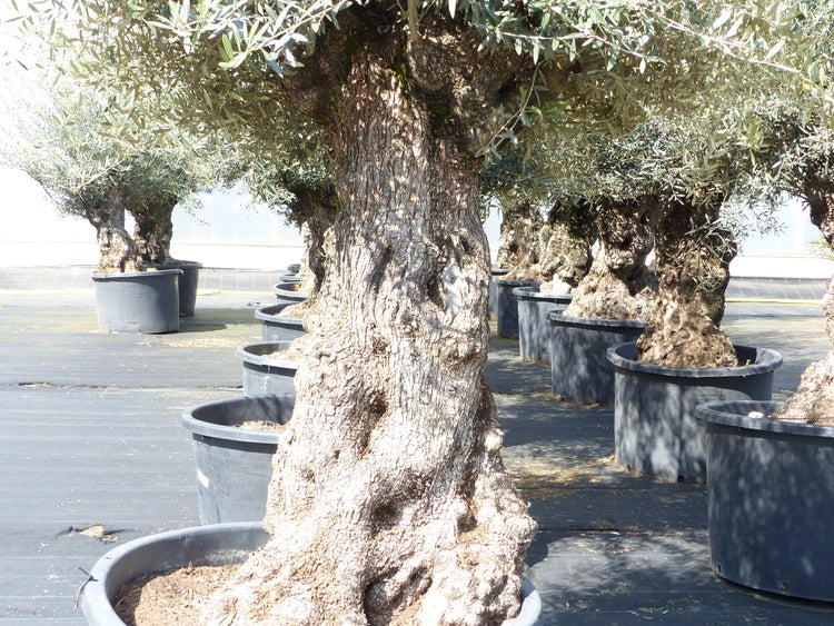 Alter Olivenbaum mit knorrigem Stamm in einem großen Kunststoffkübel in einem hellen Gewächshaus.