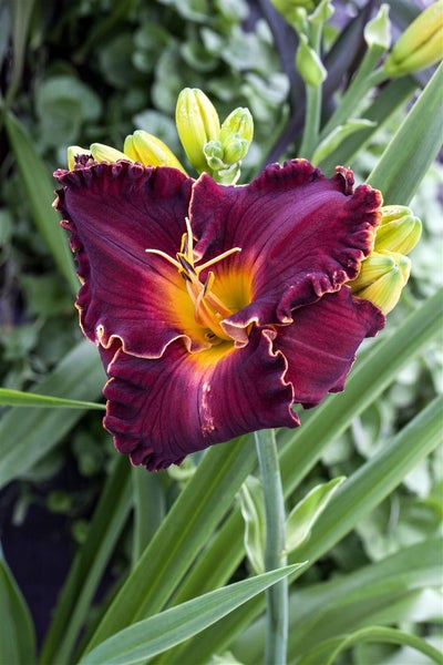 Nahaufnahme einer purpurroten Taglilie mit gelber Mitte