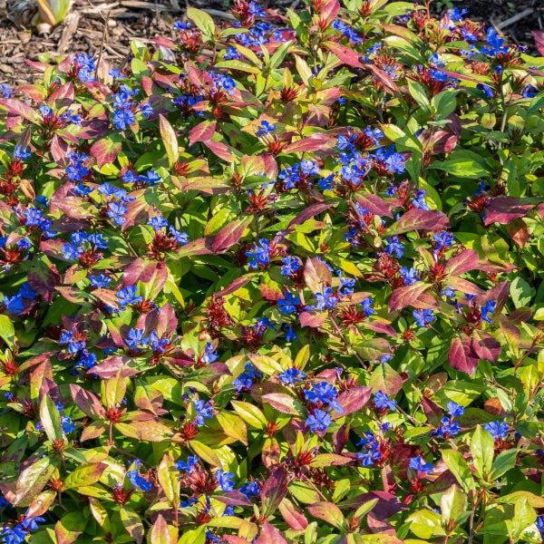 Chinesische Bleiwurz als Bodendecker mit blauen Blüten und grün-rötlichen Blättern.