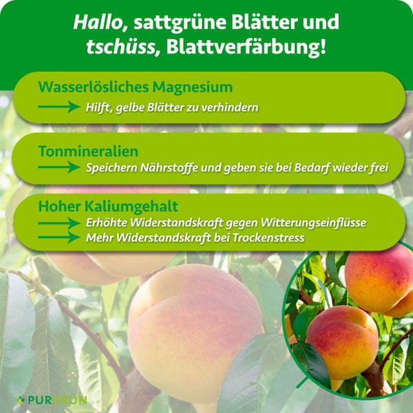 Infografik zeigt Vorteile von Purgrun Pflanzendünger für Blätter und Früchte mit Magnesium, Tonmineralien und Kalium für widerstandsfähige Pflanzen.