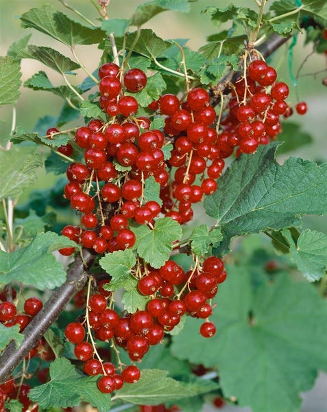 Ribes rubrum 'Jonkheer van Tets', Rote Johannisbeere, 60 cm Stammhöhe