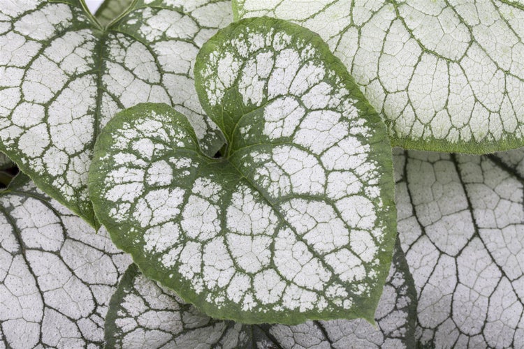Brunnera macrophylla 'Jack Frost', Kaukasusvergissmeinnicht, ca. 11x11 cm Topf