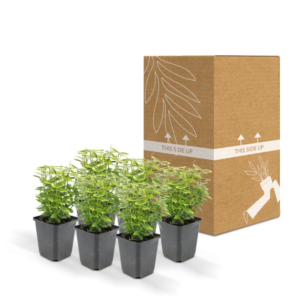 Bodendecker - Kriechspindel - Euonymus fortunei 'Emerald Gold' - 9cm Topf - Set mit 6 Pflanzen