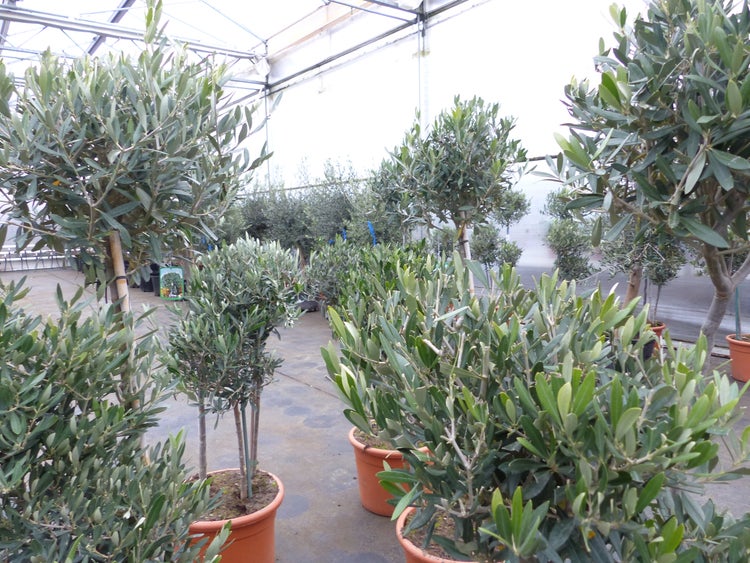 Olivenbaum Pon Pon 150-165-cm Hochstamm, beste Qualität, winterhart